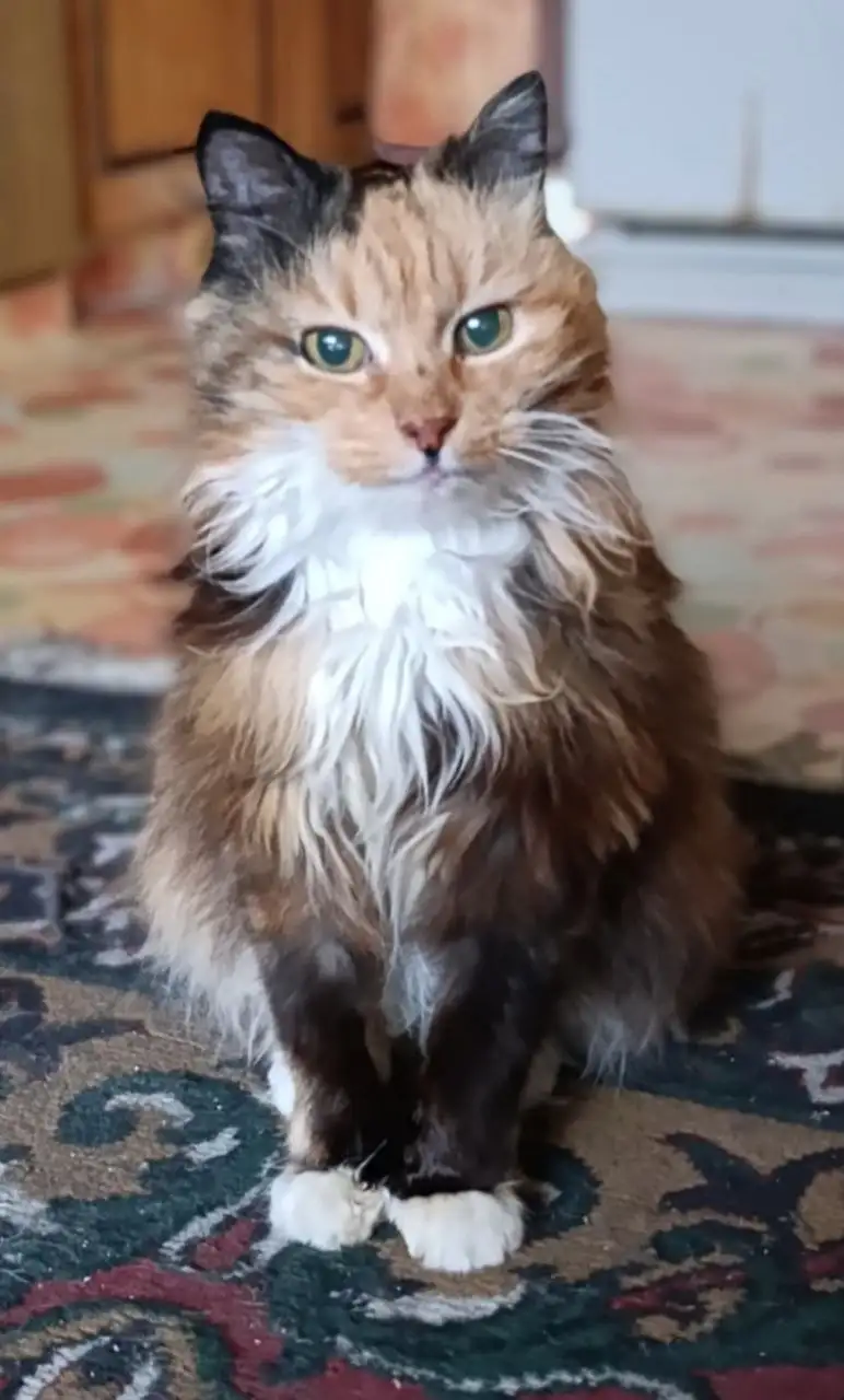 Трехцветная кошка спасена с улицы ищет дом - Кошки (Животные) в Владивосток