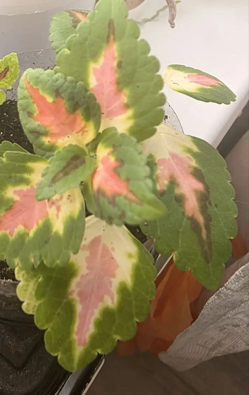 Продажа комнатных растений - Комнатные растения (Хобби и отдых) в Владивосток