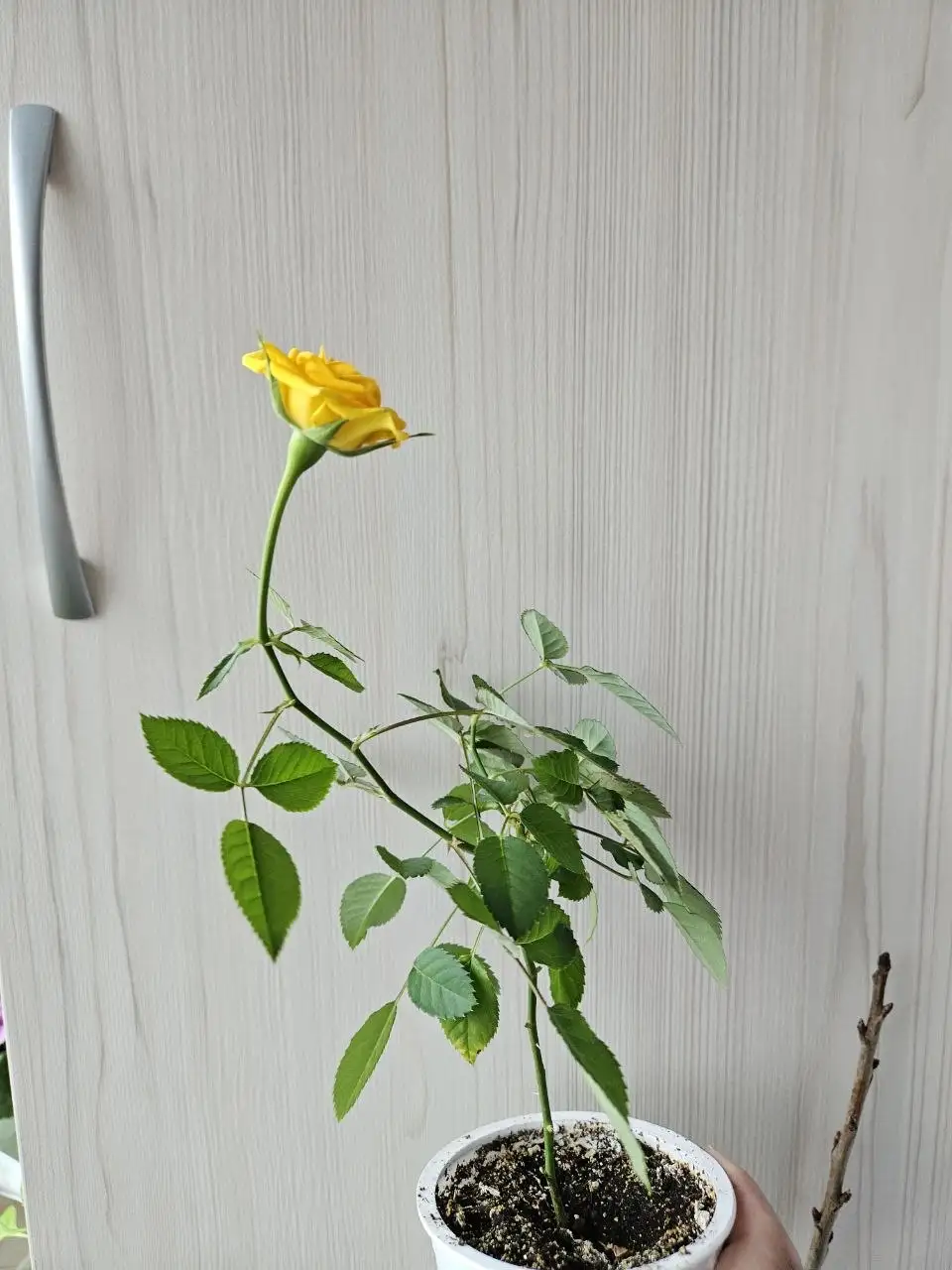 Продажа комнатных растений - Комнатные растения (Хобби и отдых) в Владивосток