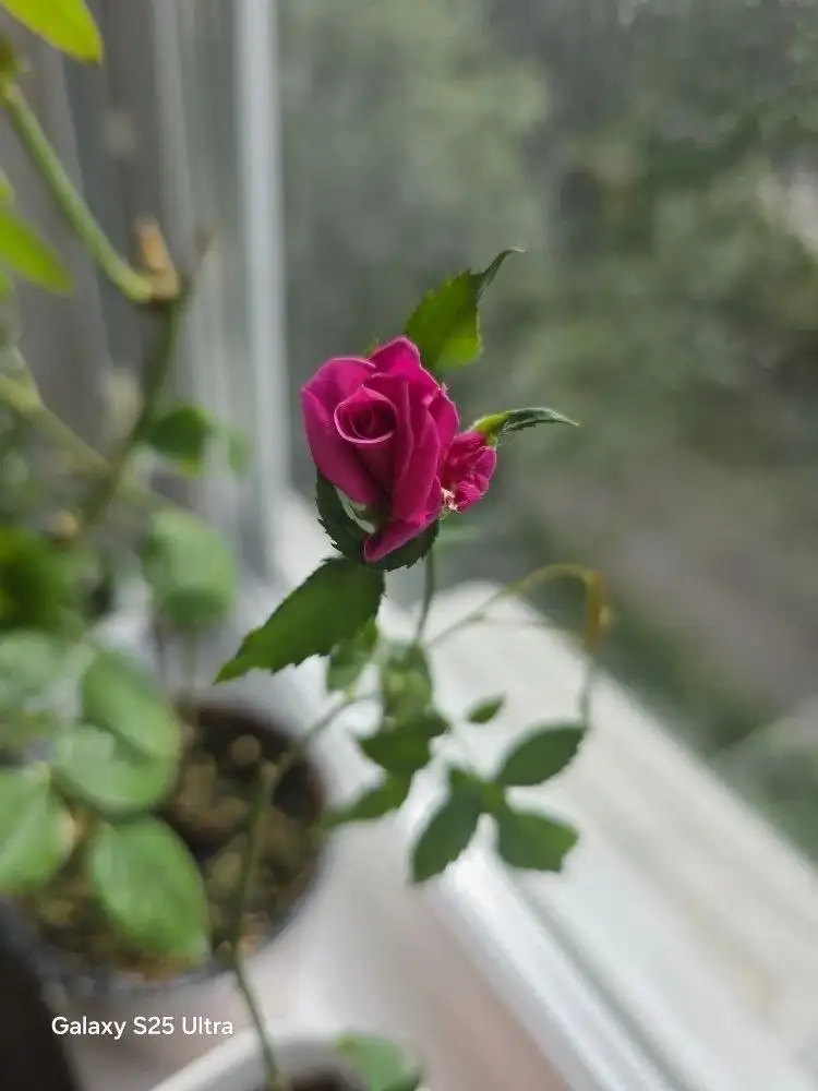 Продажа комнатных растений - Комнатные растения (Хобби и отдых) в Владивосток