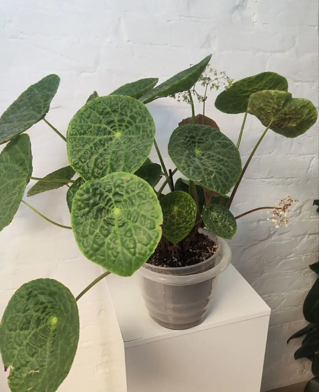 Бегония Футоенсис - Растения (Хобби и отдых) в Владивосток