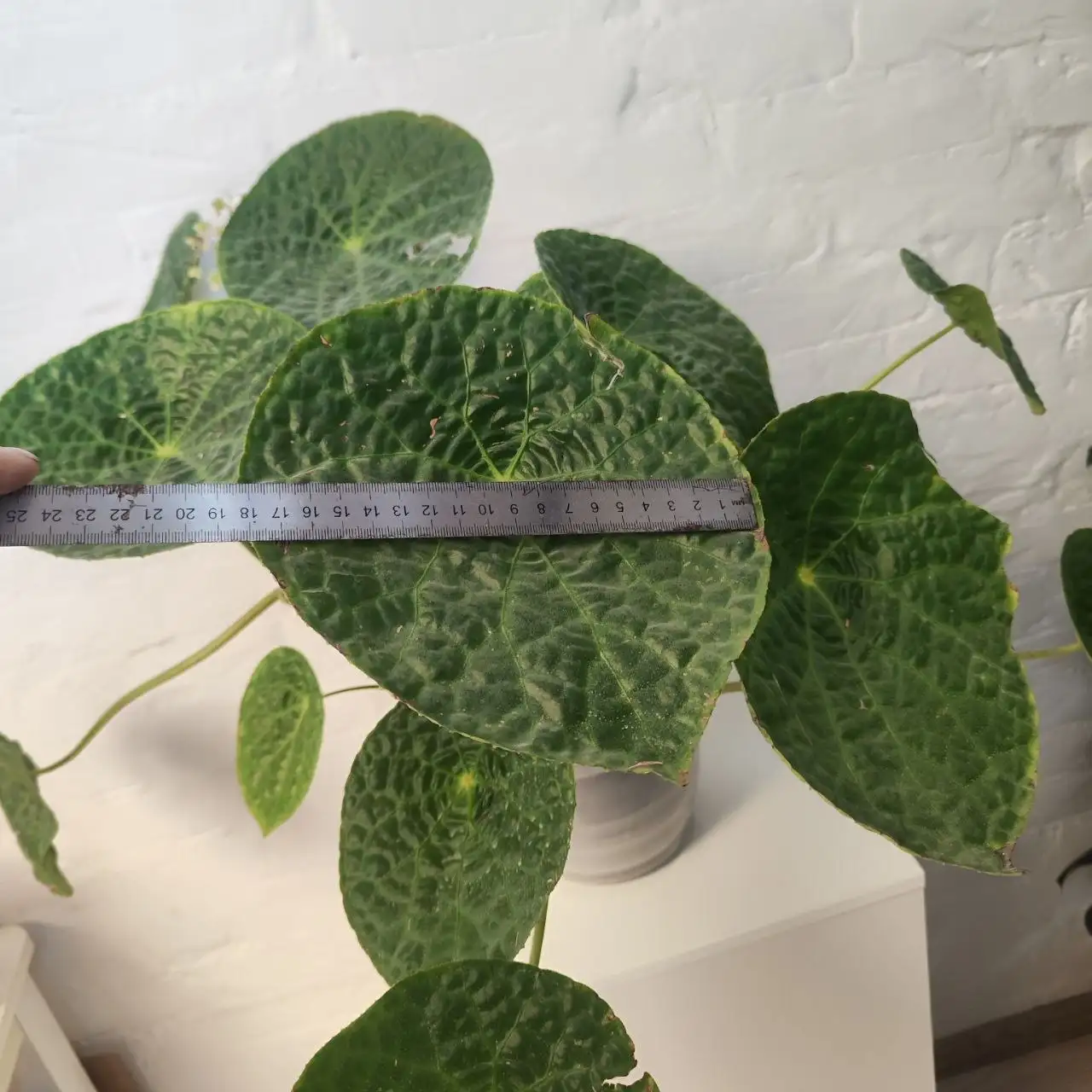 Бегония Футоенсис - Растения (Хобби и отдых) в Владивосток