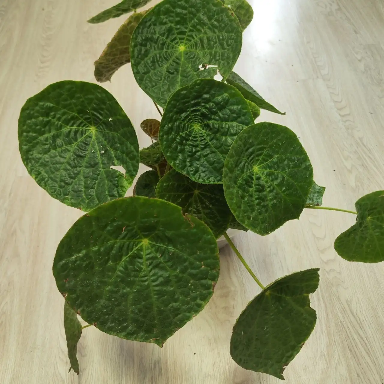 Бегония Футоенсис - Растения (Хобби и отдых) в Владивосток