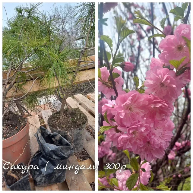 Саженцы растений - Кальяны в Владивосток