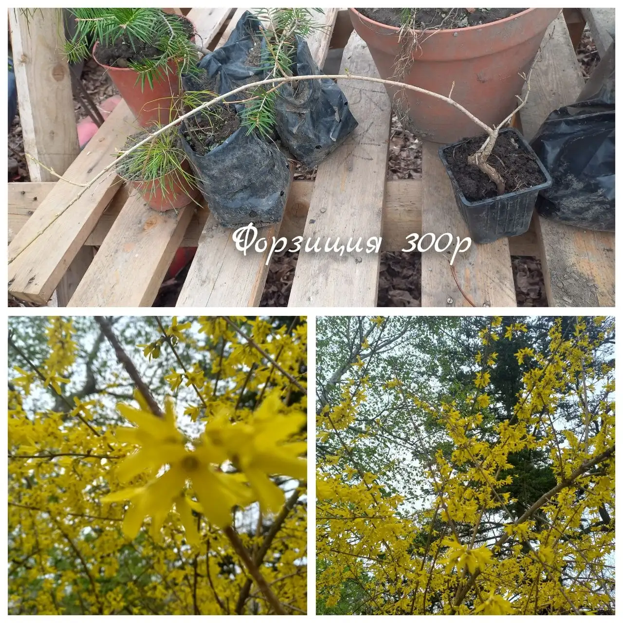 Саженцы растений - Растения (Хобби и отдых) в Владивосток