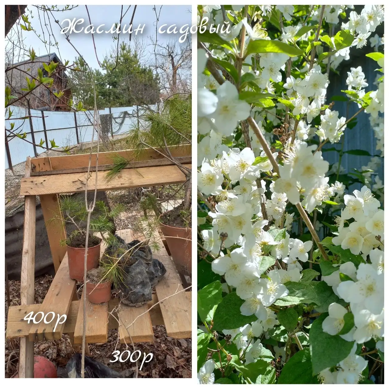 Саженцы растений - Растения (Хобби и отдых) в Владивосток