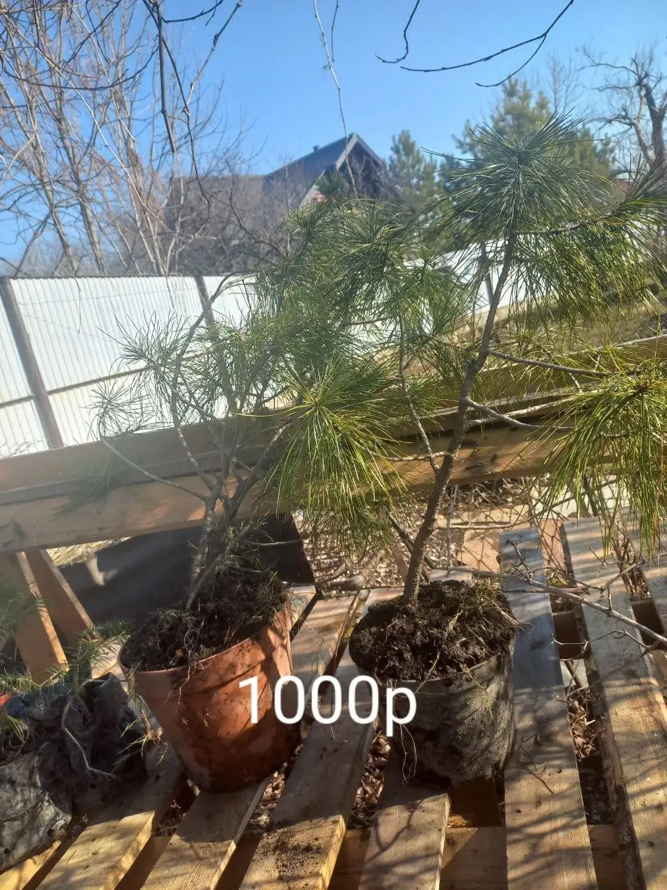 Саженцы растений - Растения (Хобби и отдых) в Владивосток