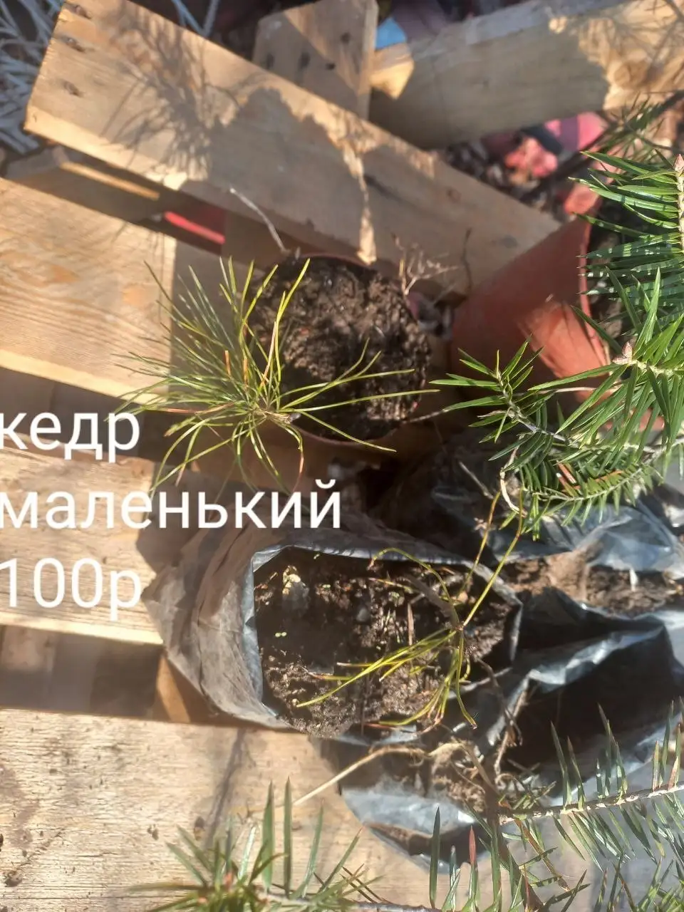 Саженцы растений - Растения (Хобби и отдых) в Владивосток