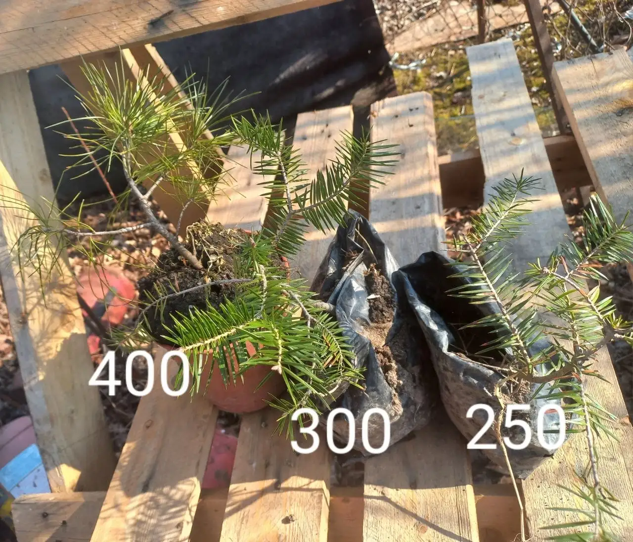 Саженцы растений - Растения (Хобби и отдых) в Владивосток