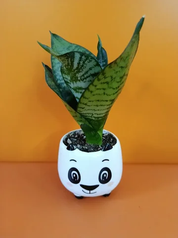 Сансевиерия с хорошей корневой системой - Кальяны в Владивосток