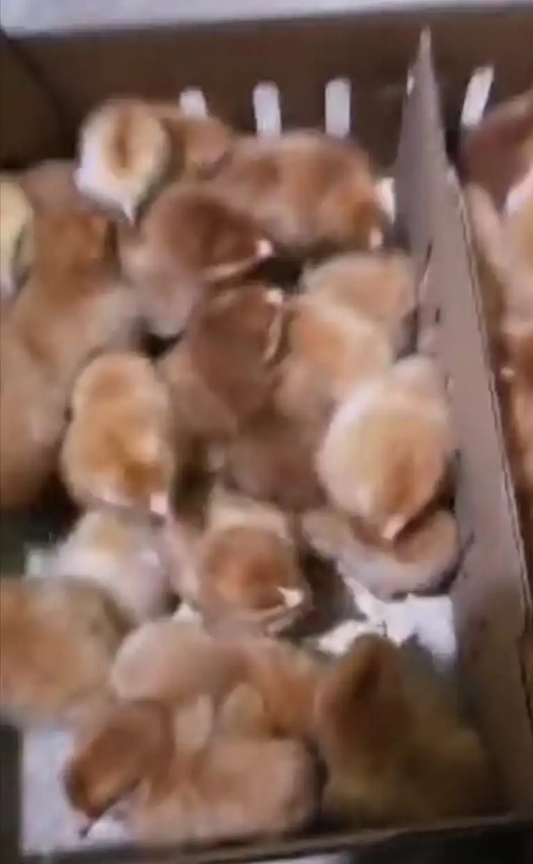 Свободные к брони суточные цыплята на 25 апреля - Птицы (Животные) в Новоникольск