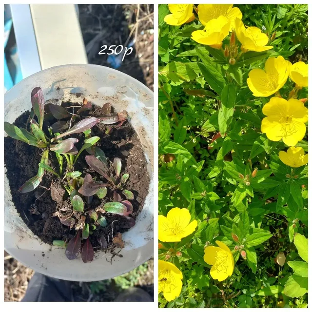 Саженцы растений и цветов - Двери в Владивосток