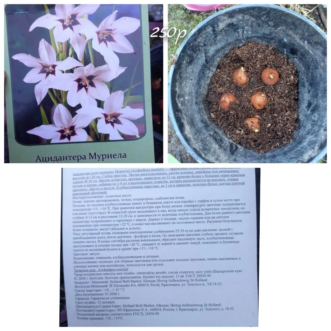 Саженцы растений и цветов - Растения (Для дома и дачи) в Владивосток