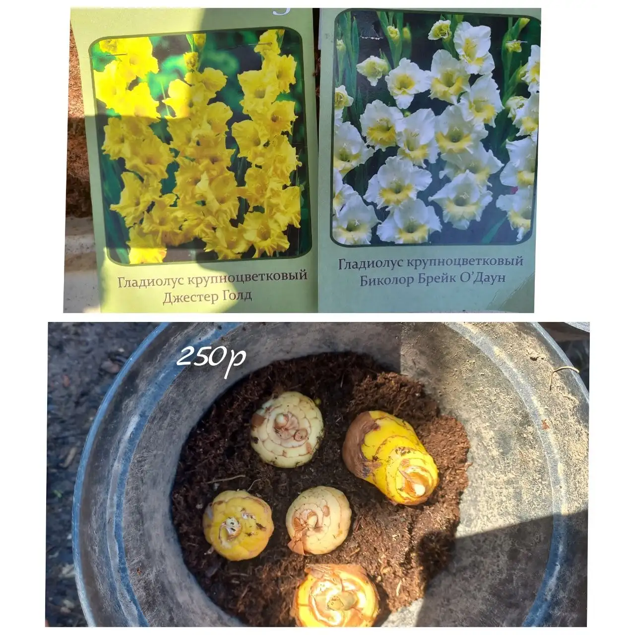 Саженцы растений и цветов - Растения (Для дома и дачи) в Владивосток