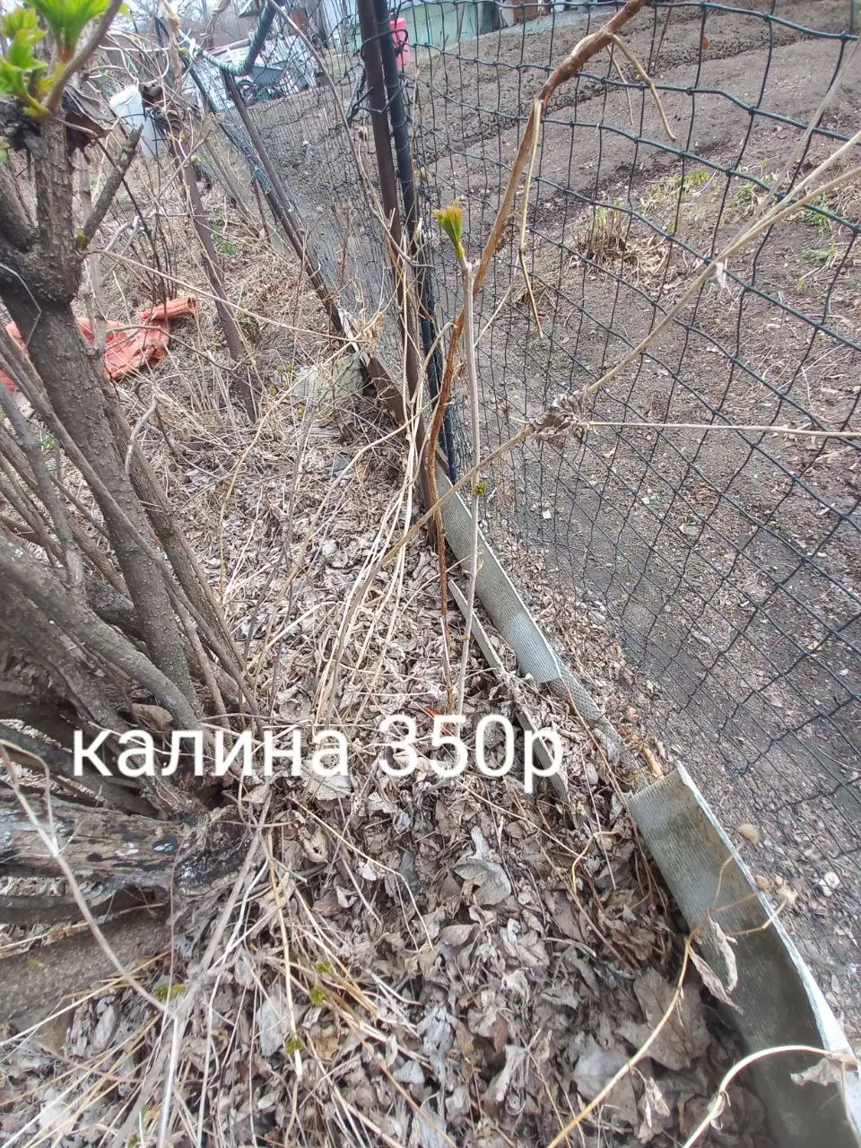 Саженцы растений и цветов - Растения (Для дома и дачи) в Владивосток