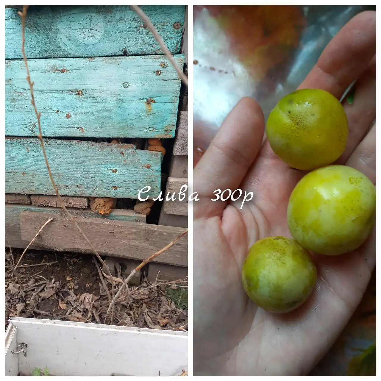 Саженцы растений и цветов - Растения (Для дома и дачи) в Владивосток