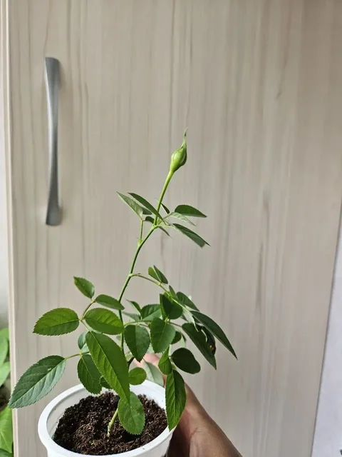 Продажа комнатных растений - Туризм/походное снаряжение в Владивосток