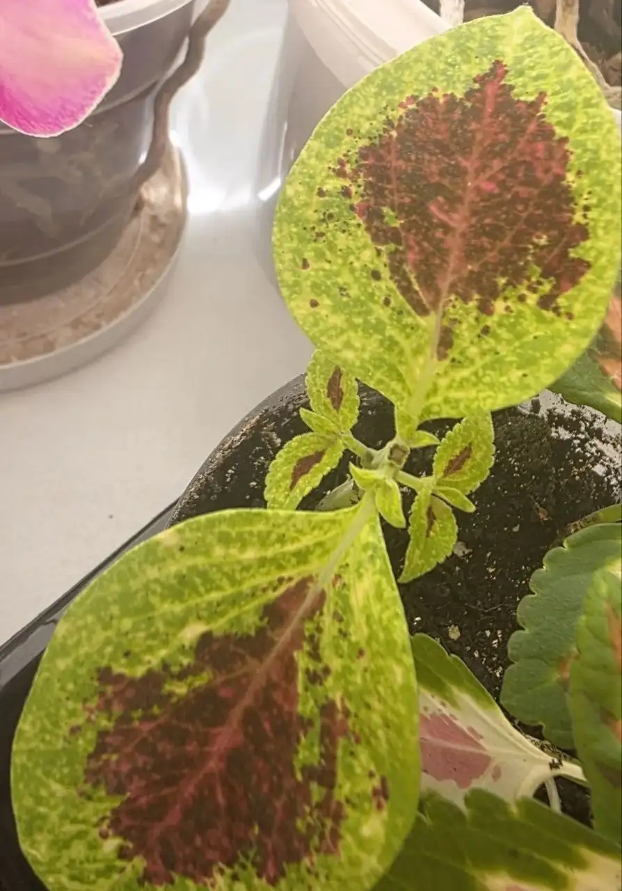 Продажа комнатных растений - Растения (Хобби и отдых) в Владивосток