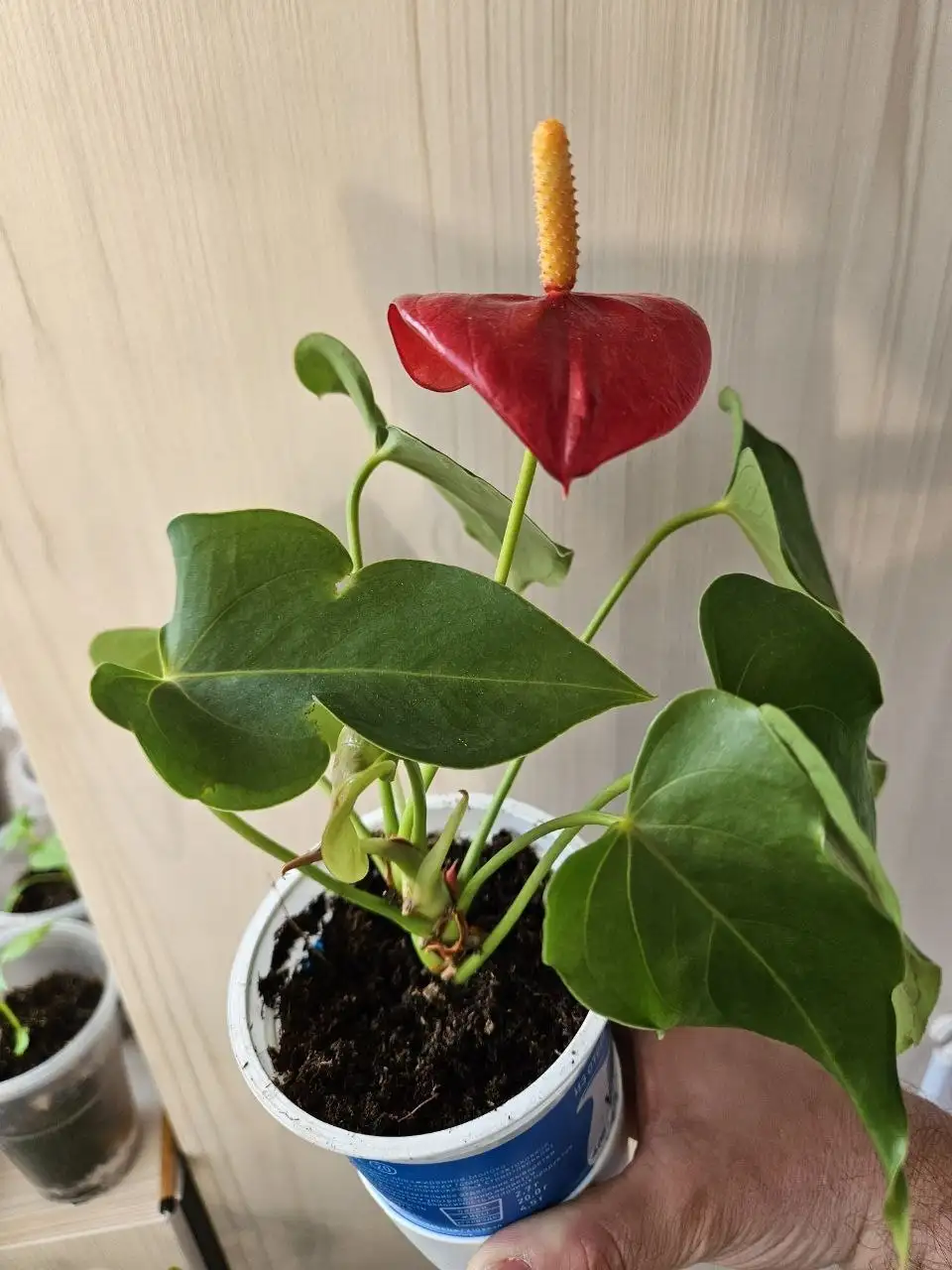 Продажа комнатных растений - Растения (Хобби и отдых) в Владивосток