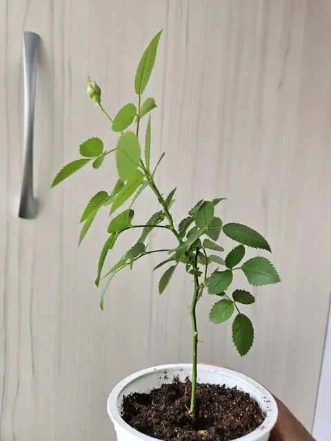 Цветы и комнатные растения - Квадроцикл в Владивосток