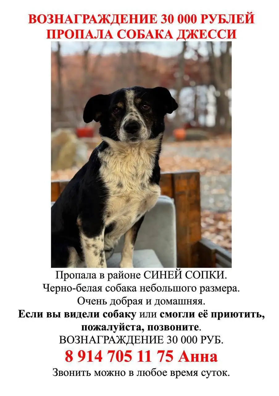 Пропала собака Джесси, вознаграждение 30000 руб - Пропажа животных (Животные) в Владивосток