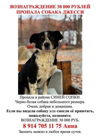 Пропала собака Джесси, вознаграждение 30000 руб - Аквариумистика в Владивосток