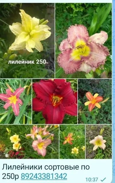 Лилейники сортовые, хосты - Кухонная утварь в Владивосток