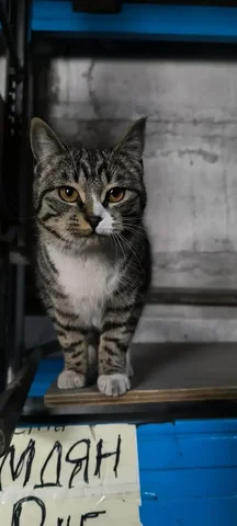 Кошка Василиса ищет дом - Животные в Владивосток
