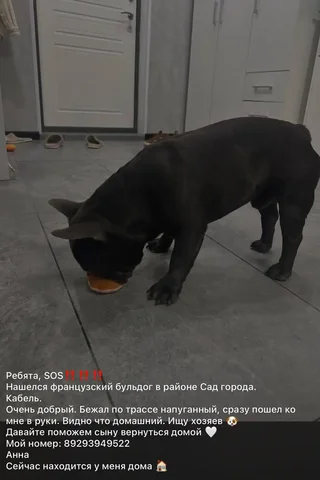 Найден бульдог - частное объявление в Владивосток