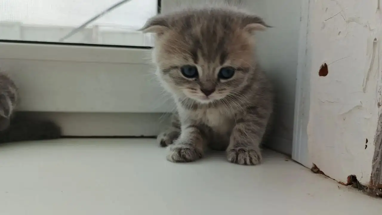 Шотландские котята на продажу - Кошки (Животные) в Владивосток