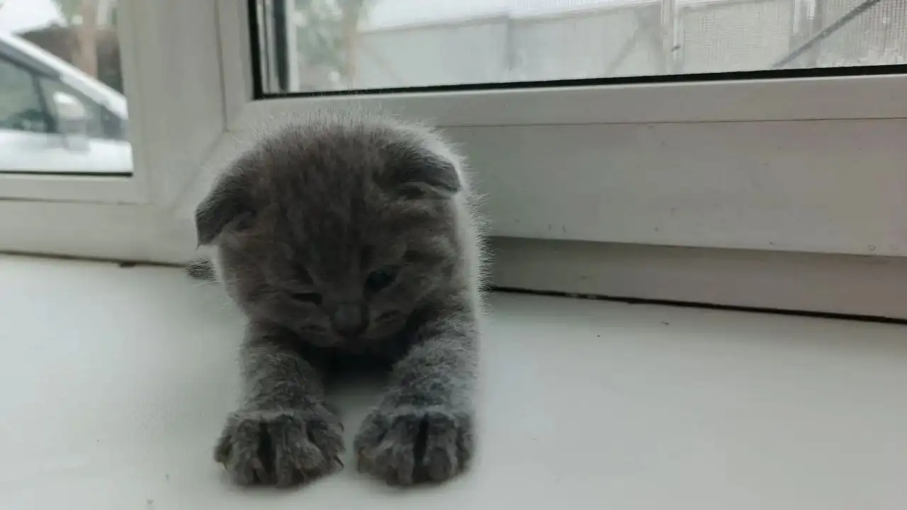 Шотландские котята на продажу - Кошки (Животные) в Владивосток