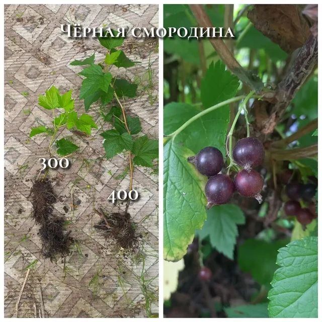 Саженцы смородины - Саженцы в Владивосток