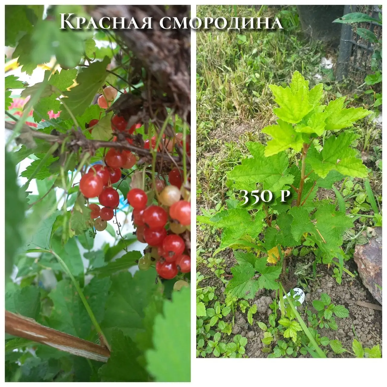 Саженцы смородины - Саженцы (Для дома и дачи) в Владивосток