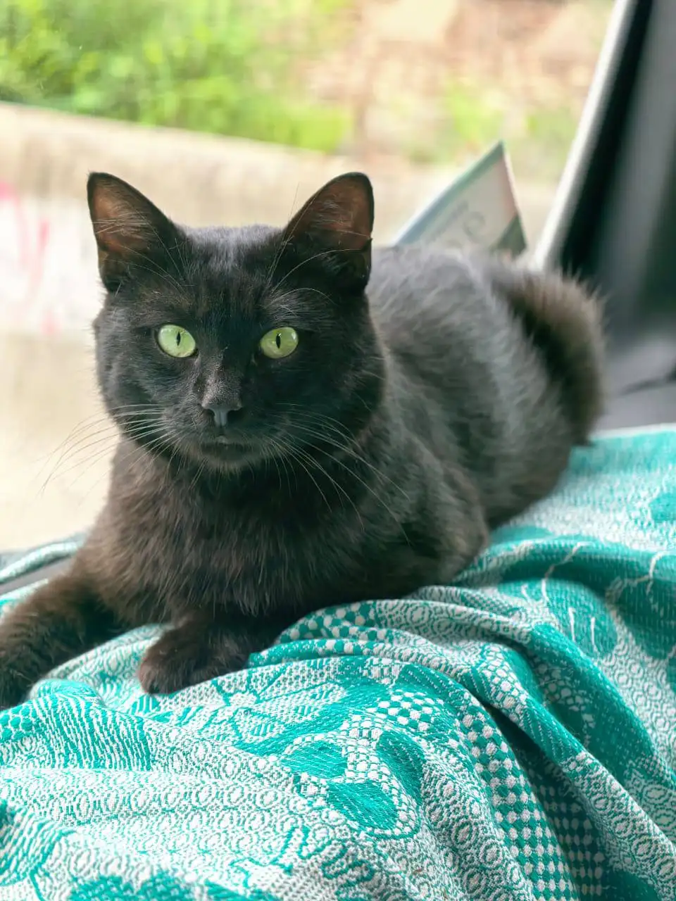 Котик Марсик ищет дом - Кошки (Животные) в Владивосток