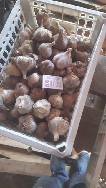 Продам чеснок зимний - частное объявление в Уссурийск