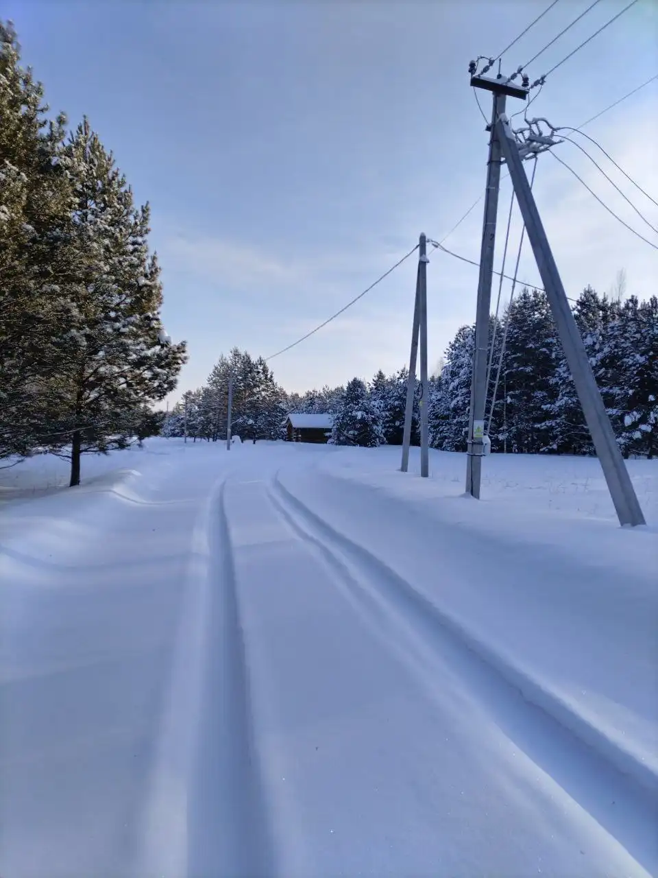 Продажа земельного участка среди сосен в Тюмени - Недвижимость в Тюмень