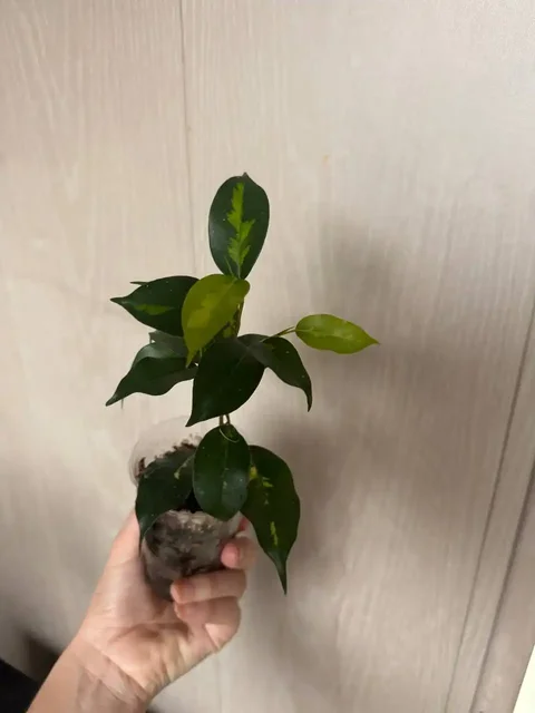 Продажа комнатных растений: Мурайя, Мирт, фикусы, пеларгонии - Для дома и дачи в Подольск