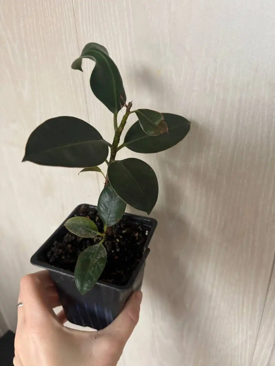 Продажа комнатных растений: Мурайя, Мирт, фикусы, пеларгонии