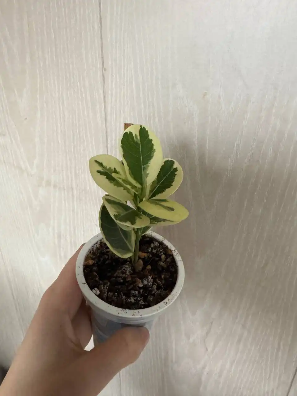 Продажа комнатных растений: Мурайя, Мирт, фикусы, пеларгонии