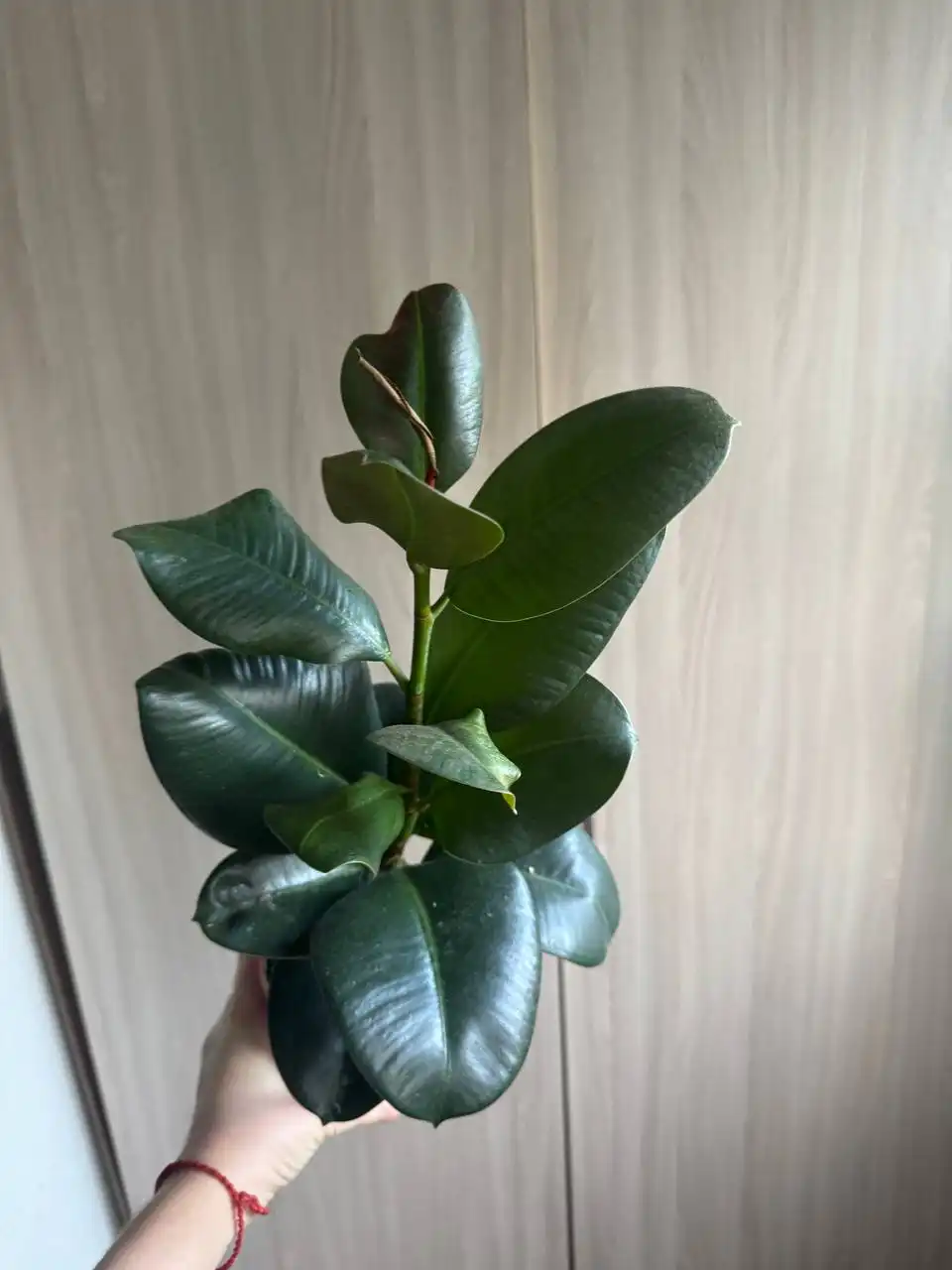 Продажа комнатных растений: Мурайя, Мирт, фикусы, пеларгонии