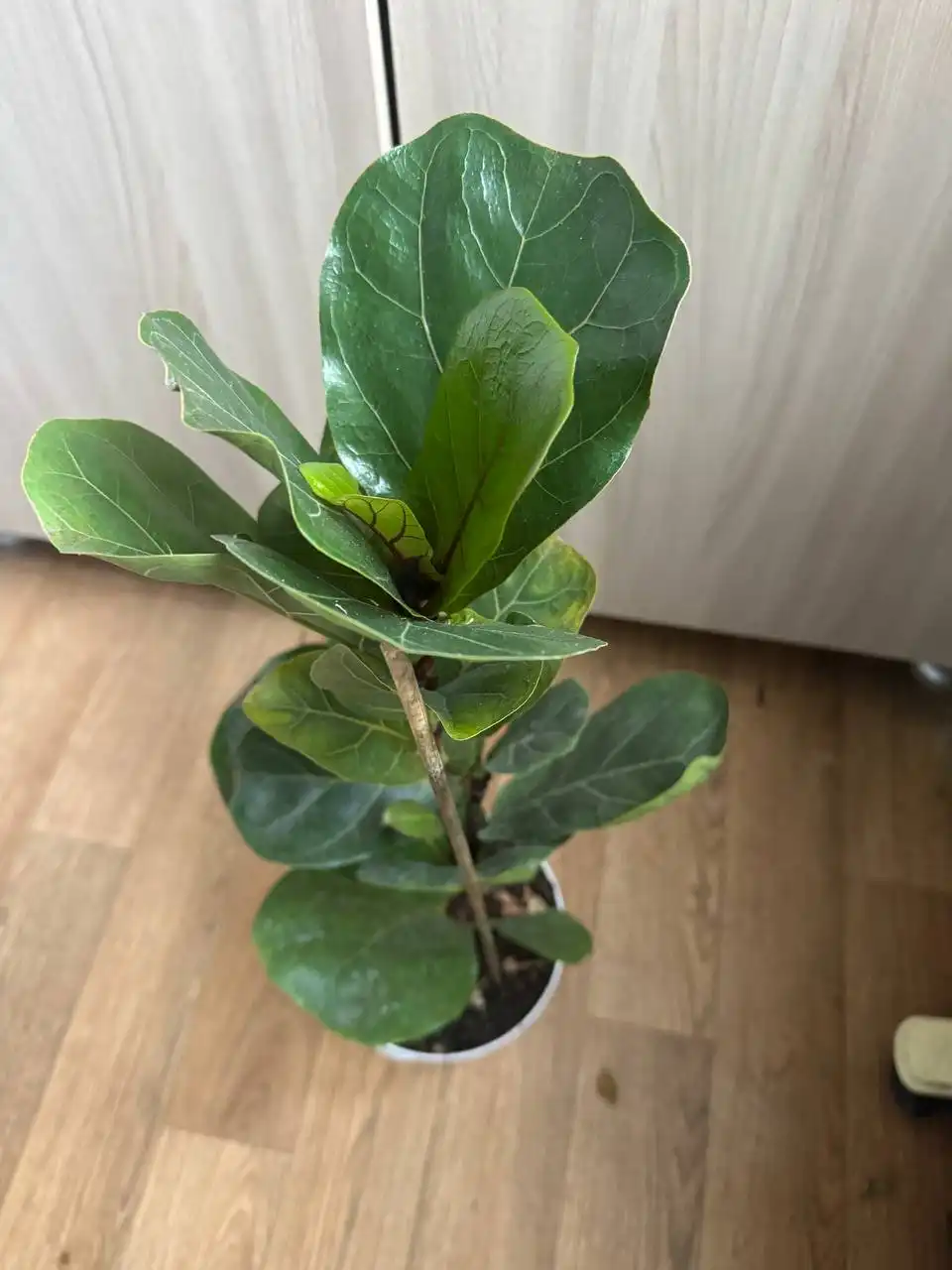 Продажа комнатных растений: Мурайя, Мирт, фикусы, пеларгонии