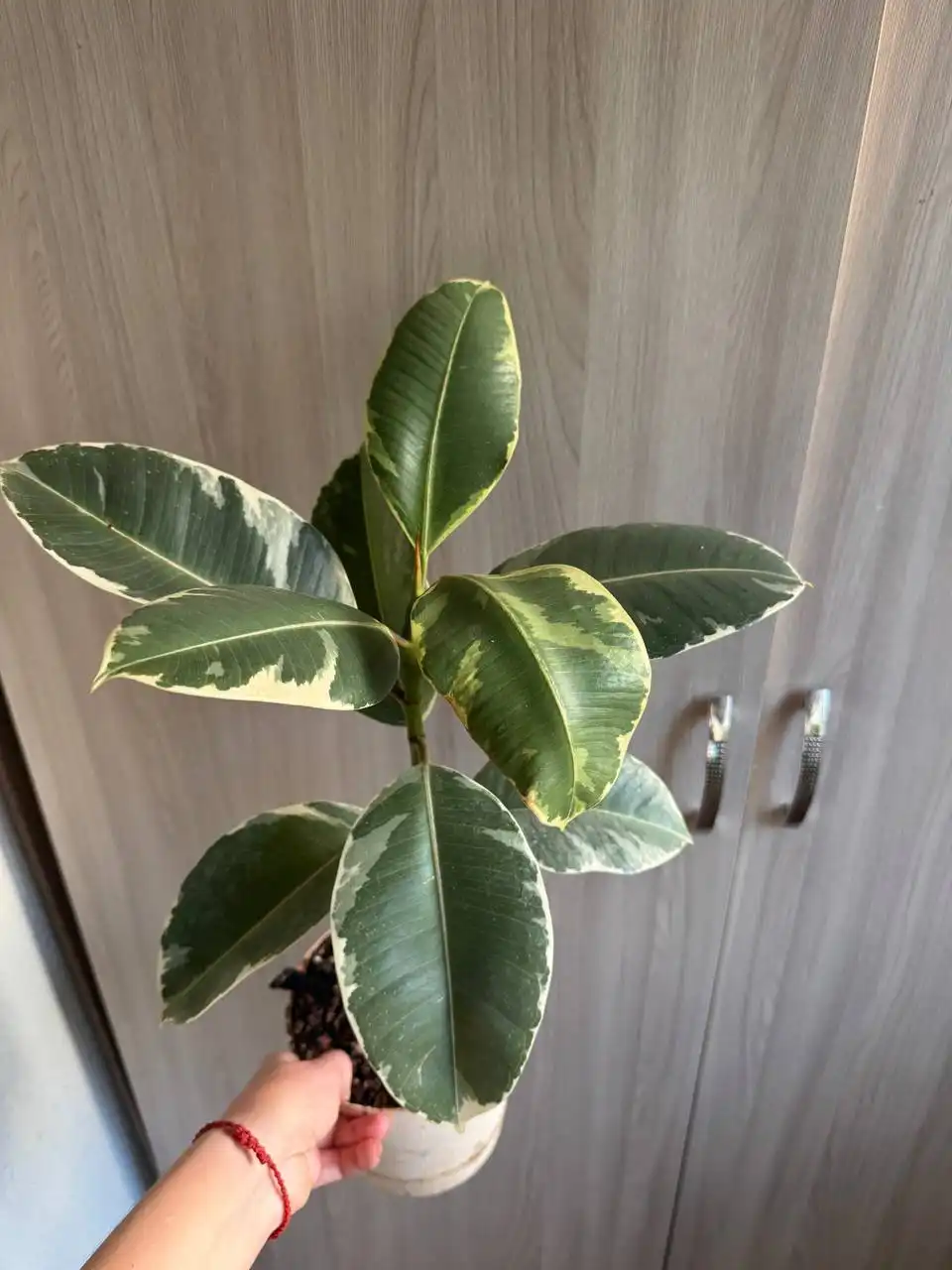 Продажа комнатных растений: Мурайя, Мирт, фикусы, пеларгонии