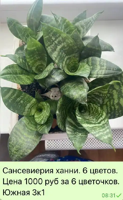 Цветочки для дома