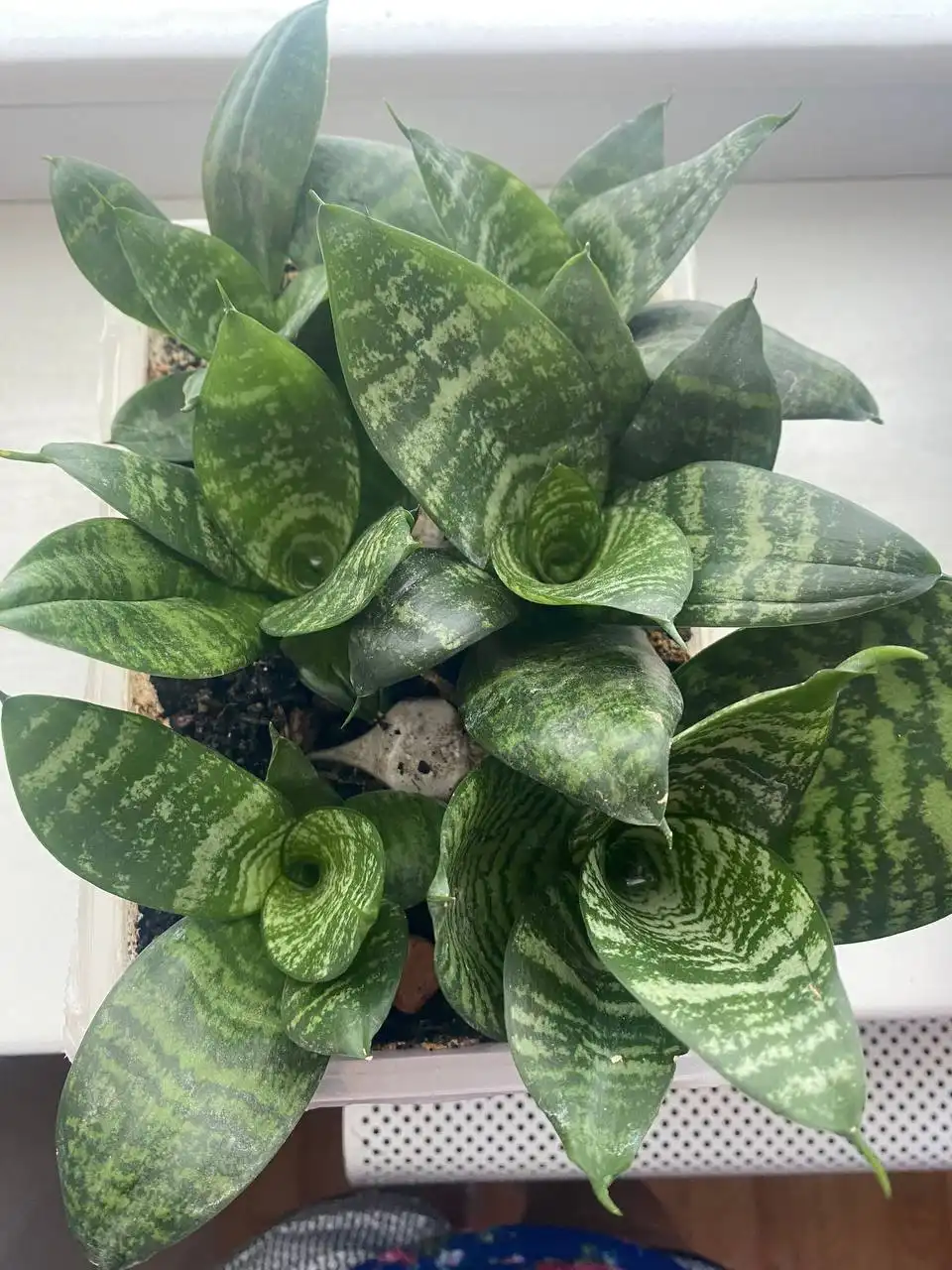 Продажа цветов