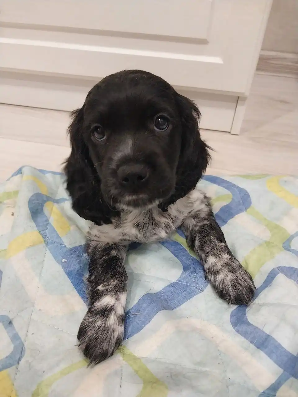 Щенки Русского охотничьего спаниеля (РОС) для бронирования