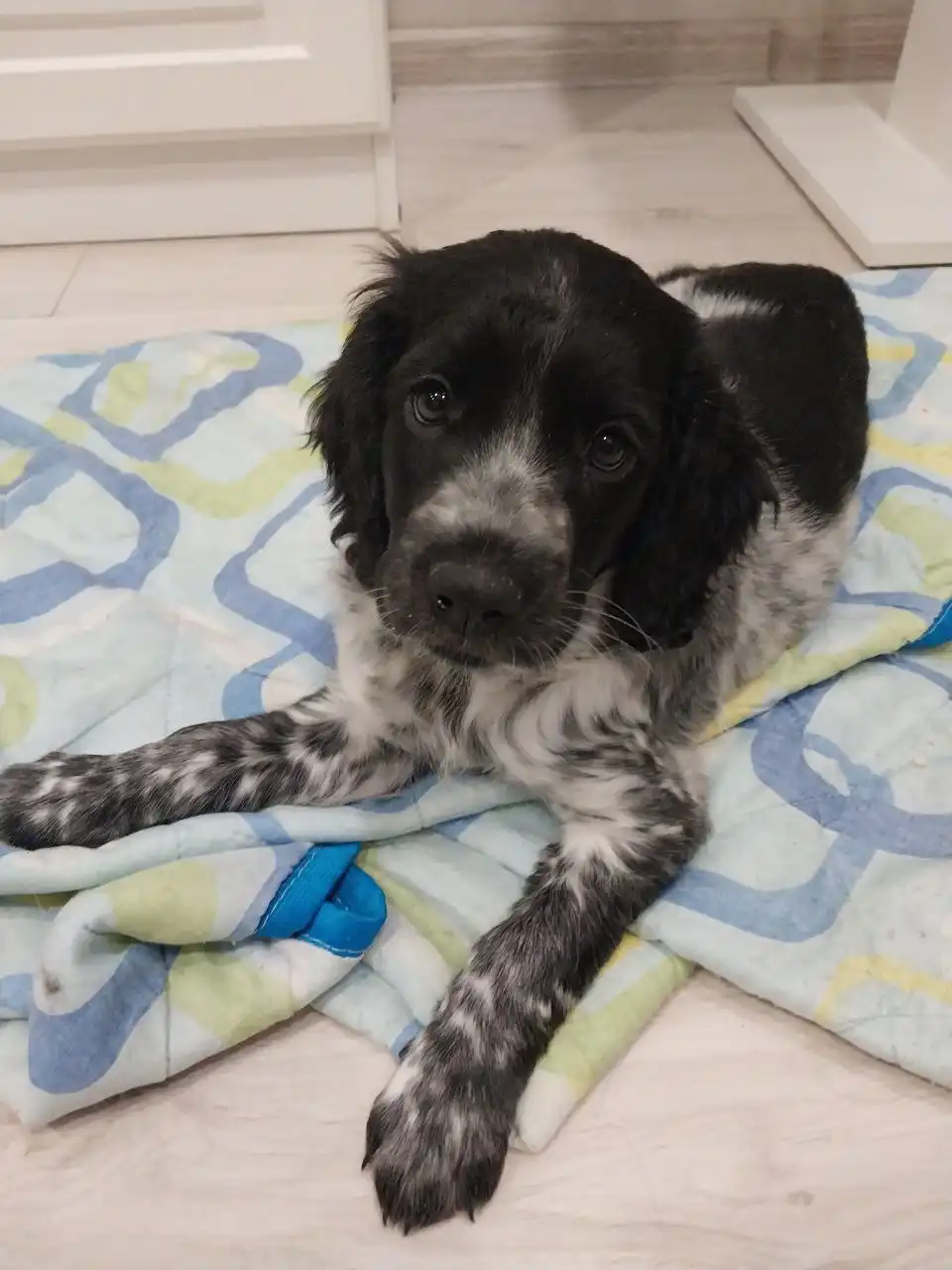 Щенки Русского охотничьего спаниеля (РОС) для бронирования