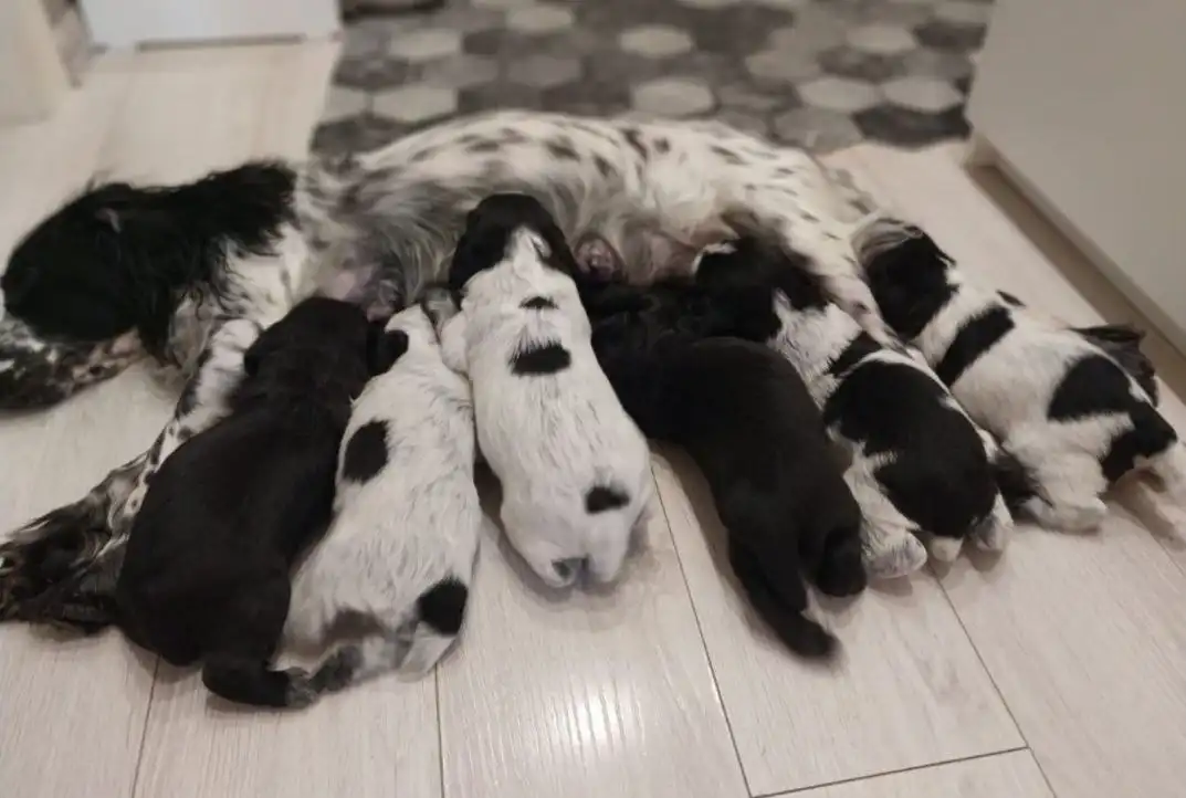 Щенки Русского охотничьего спаниеля (РОС) для бронирования