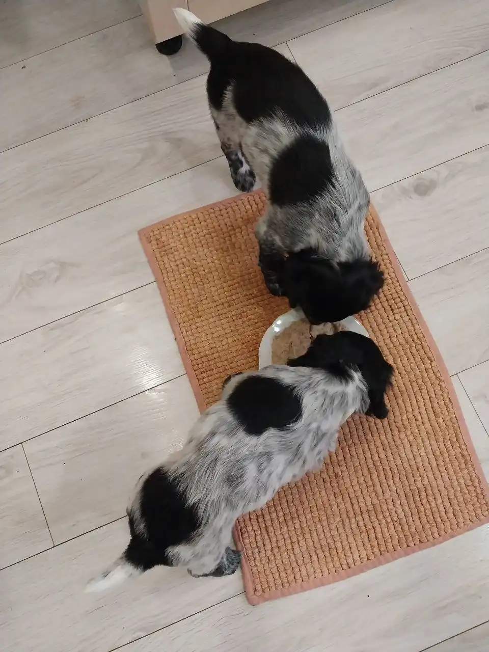 Щенки Русского охотничьего спаниеля (РОС) для бронирования