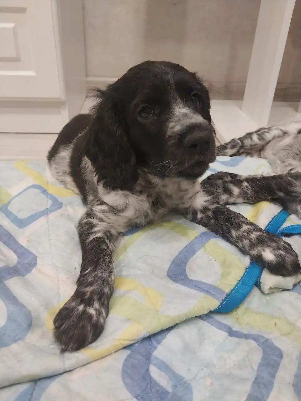 Щенки Русского охотничьего спаниеля (РОС)