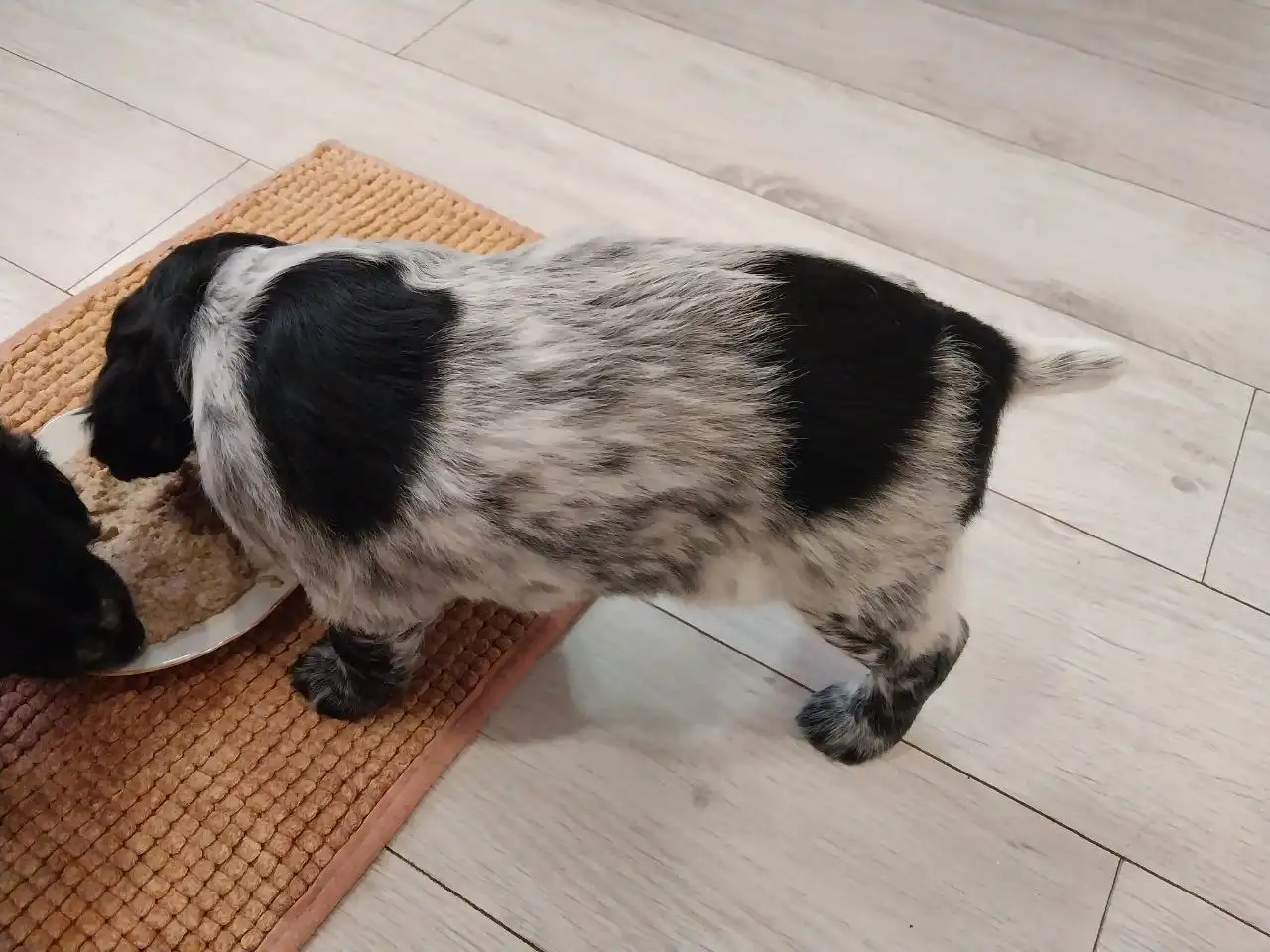 Щенки Русского охотничьего спаниеля (РОС)